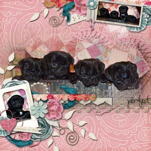8 weeks