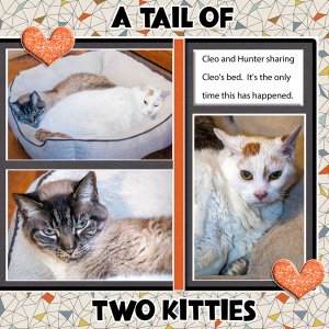 A Tail Of Two Kitties