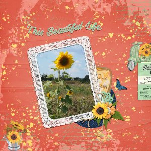 beautiful sunflowers
