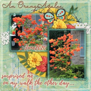 An Orange Azalea