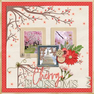 Cherry Blossoms