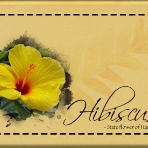 ATC 2020-097 Hibiscus
