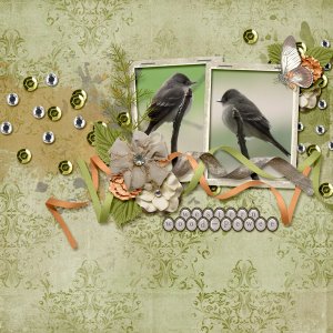Western_Wood-Pewee_small