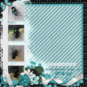 FLY_small1