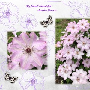 Clematis