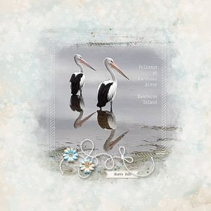 Pelicans