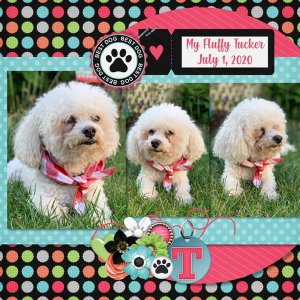 July 2020 Recipe Challenge: My Fluffy Tucker