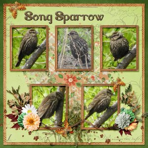 Song_Sparrow_small1