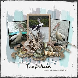 Pelican