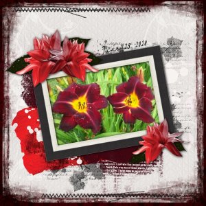 Red Lily