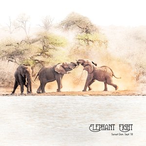 Elephant Fight at Sunset Dam