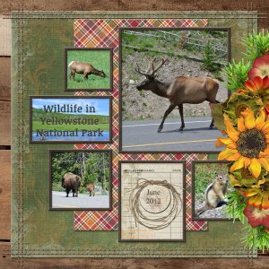 Wildlife in Yellowstone National Park