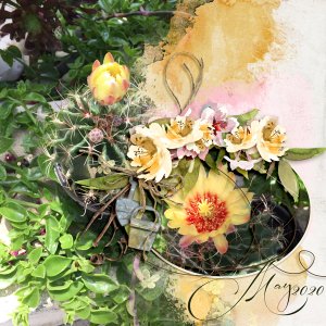 Cactus May 2020