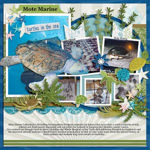 Turtles- Mote Marine