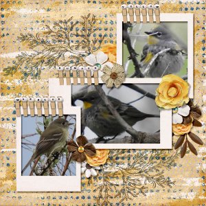 Yellow-rumped_Warbler_small1