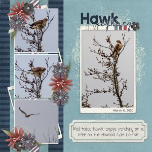 Hawk Sighting