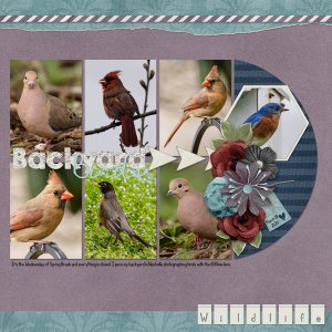 Backyard Birds