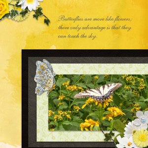 Butterflies