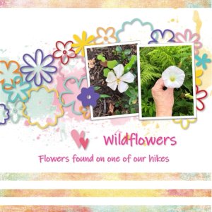 Wildflowers
