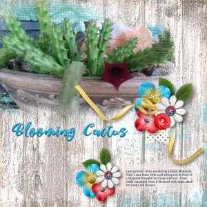 Blooming Cactus
