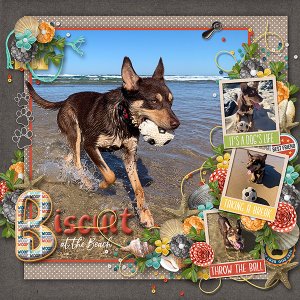 Biscuit at the Beach