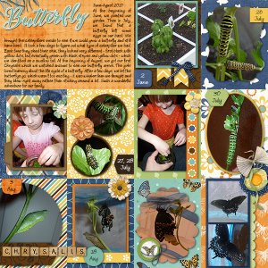 Butterfly