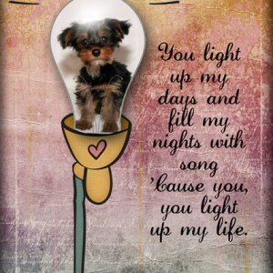 You Light Up My Life