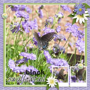 Black Swallowtail - Aug temp challenge