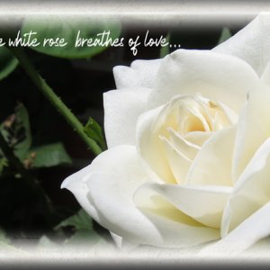 ATC-2020-116-The-White-Rose