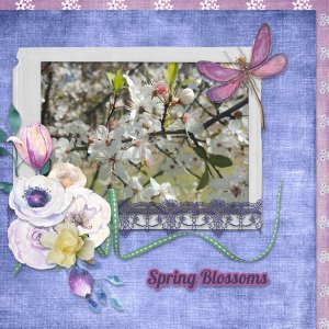 Spring Blossoms