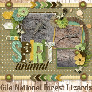 Gila National Forest Lizards