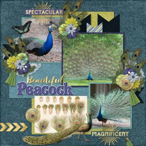 Beautiful Peacock