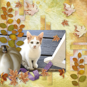 Kitty Ready for Fall