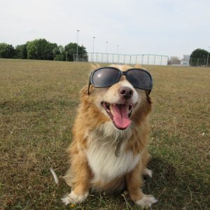 Tizer in shades