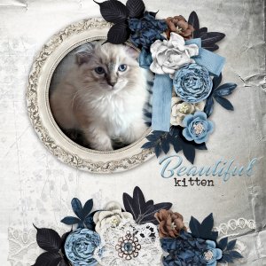 Beautiful-kitten