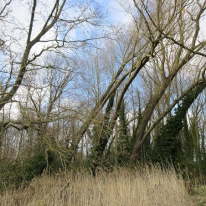 Crooked trees (for bday photo uno)