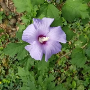 Rose of Sharon blooming