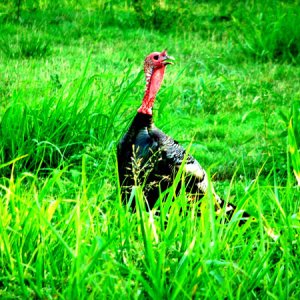 Wild Turkey
