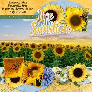 Sunflowers