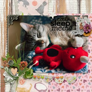 Eat Sleep Meow