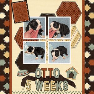 Otto 5 Weeks