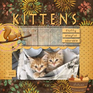 Kittens