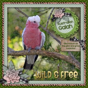 Galah