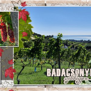 Vineyard