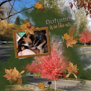 Fall Colors