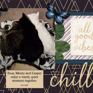 chilled cats