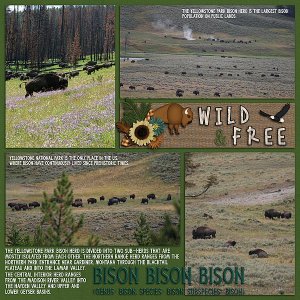 Wild and Free Bison Bison Bison