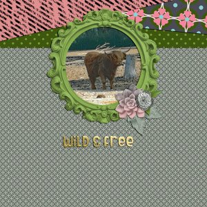 Highland Cattle