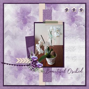 Orchid
