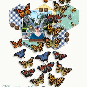 Butterfly
